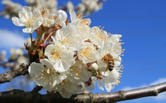 Honigbiene an Kirschblüte, Foto: FV Naturpark, Lizenz: FV Naturpark